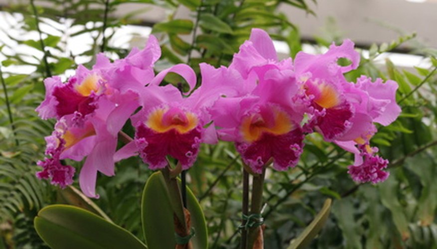 How To Keep An Orchid Plant Alive Garden Guides - 