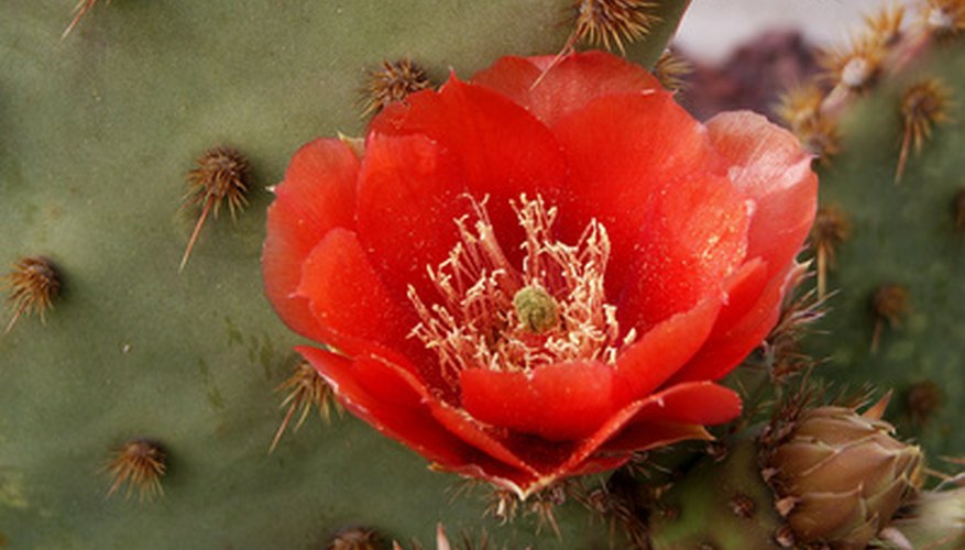 How to Identify Flowering Cactus Plants | Garden Guides