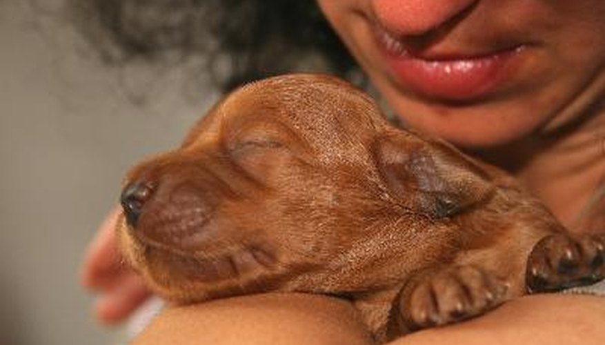 Photo Credit: women and puppy image by Zolran from <a href='http://www.fotolia.com'>Fotolia.com</a> Puppies cannot see when they are born.