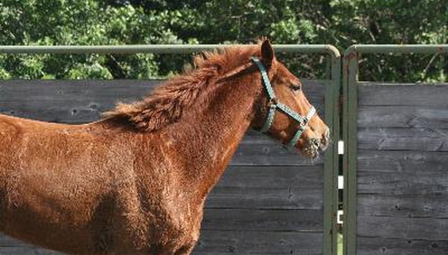 mustang in round pen