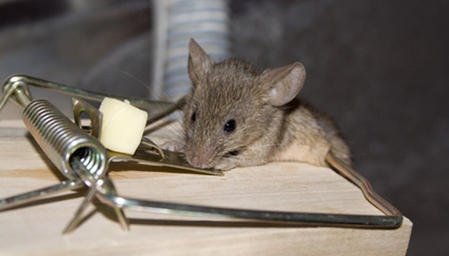The early bird may get the worm, but the second mouse gets the cheese. The early bird may get the worm, but the second mouse gets the cheese.