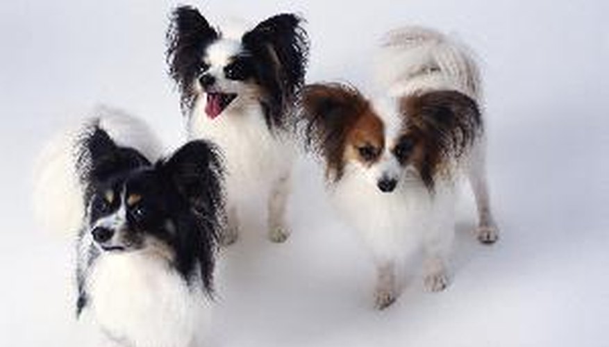Photo Credit: 3 papillion puppies image by Trina Mole from <a href='http://www.fotolia.com'>Fotolia.com</a> All puppies in a litter have identical pedigrees.