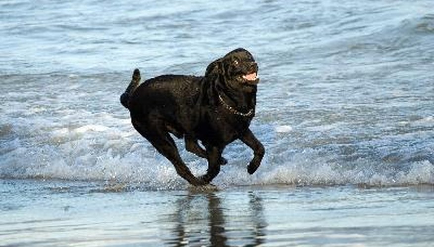 Photo Credit: dog playing on the shore image by Victor B from <a href='http://www.fotolia.com'>Fotolia.com</a> Tire your dog out to let him sleep through the fireworks noise.