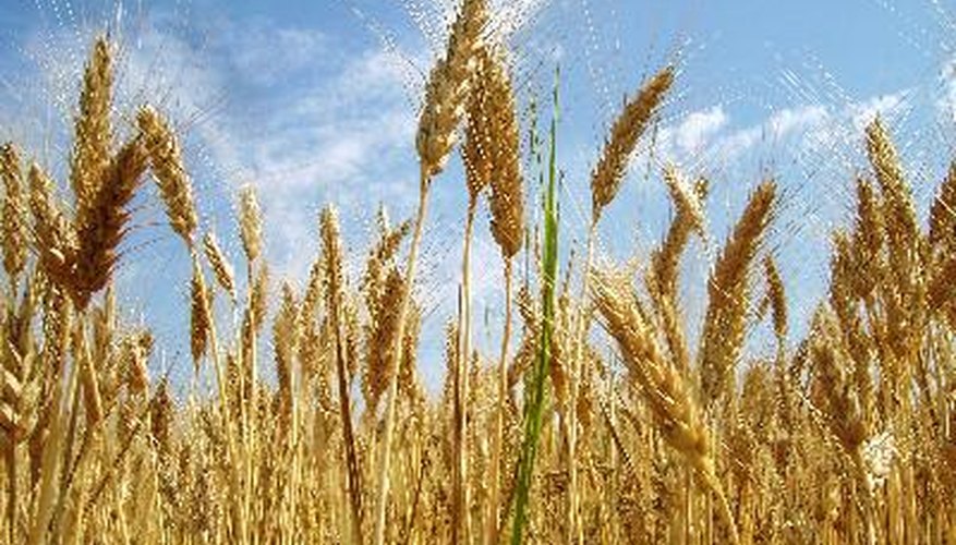 Los pesticidas y fertilizantes ayudan mucho a las cosechas.