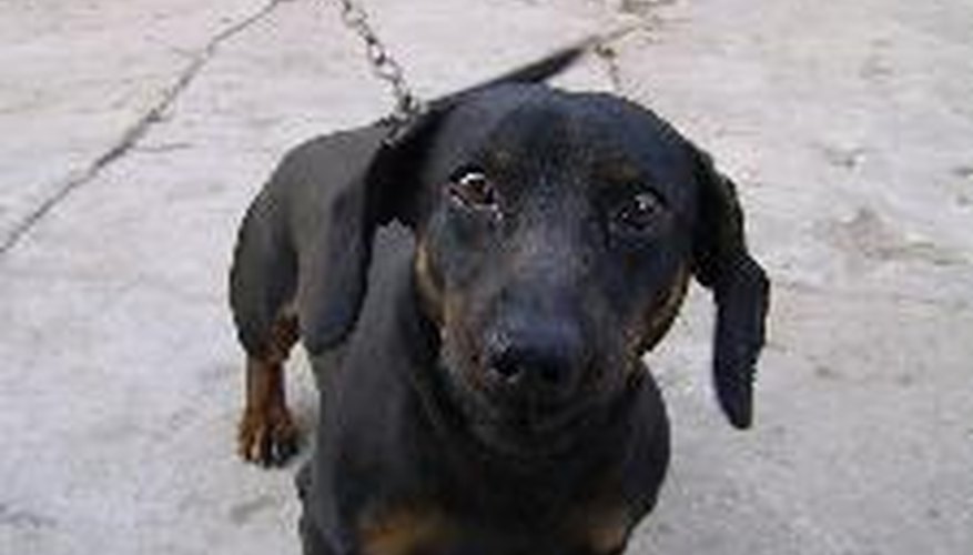 Photo Credit: Dog of breed dachshund on a chain as a sentry dog image by Dzmitry Lameika from <a href='http://www.fotolia.com'>Fotolia.com</a> The chickens are less likely to be scared of a calm dog.