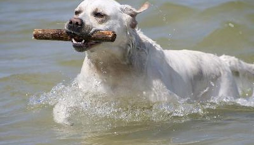 Photo Credit: Labrador retriever image by Wojciech Gajda from <a href='http://www.fotolia.com'>Fotolia.com</a> The Labrador retriever's friendly nature, high retrieve drive and eagerness to work all combine to make it a sought-after breed for a variety of roles.