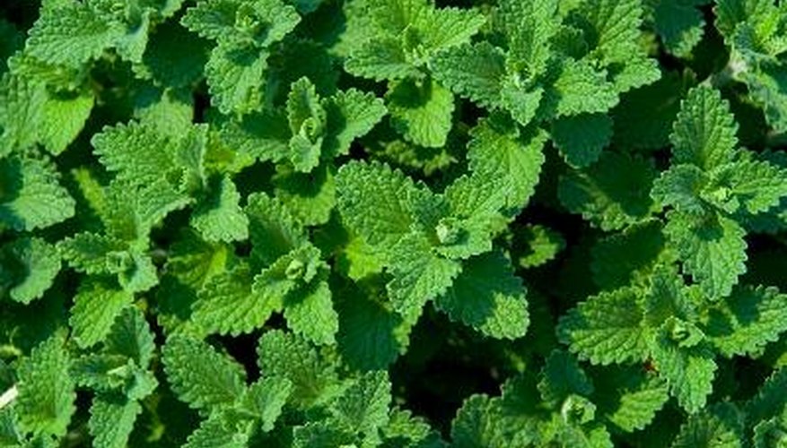 La hierbabuena es resistente al punto de ser invasiva; la menta verde puede dominar una cama de hierbas.