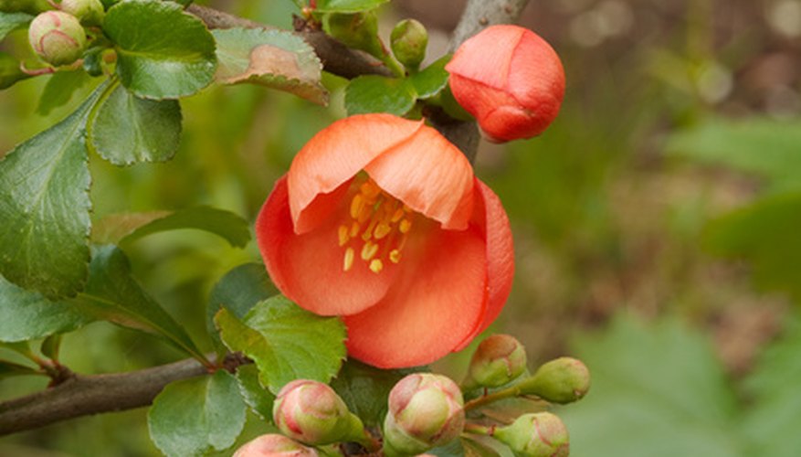 Japanese Apple Bush Identification | Garden Guides