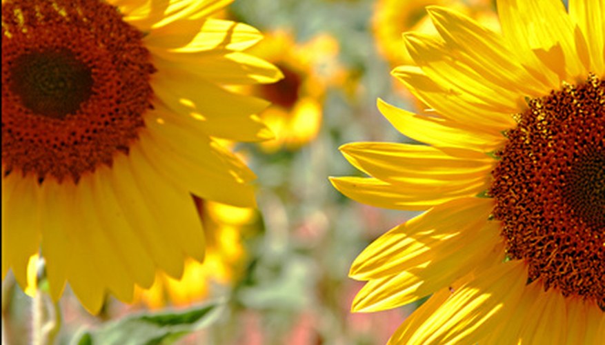 Photo Credit: stock_00017 image by The Blowfish Inc from <a href='http://www.fotolia.com'>Fotolia.com</a> Sunflower oil is an ingredient in diesel fuel.