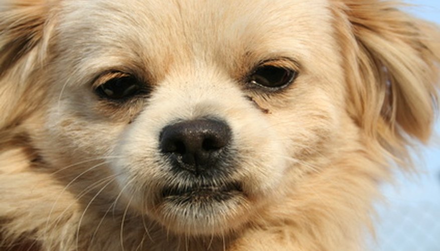 Photo Credit: dog image by Bobi from <a href='http://www.fotolia.com'>Fotolia.com</a> Small dogs can easily crawl under a chain link fence.