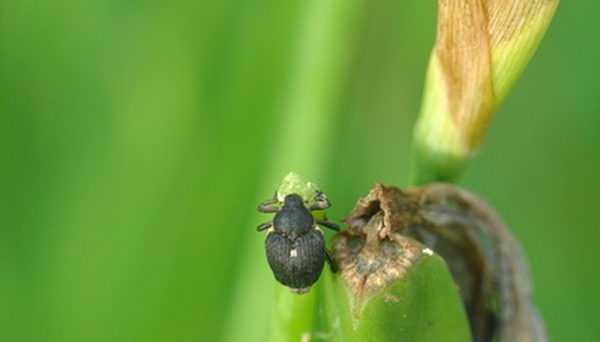 Count the legs on your bug. This one is an insect. Count the legs on your bug. This one is an insect.