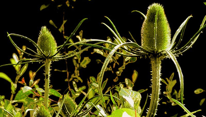 how to get rid of scales on autumn sage plant