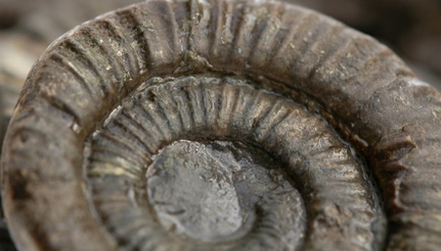 Photo Credit: fossil image by Studio Pookini from <a href='http://www.fotolia.com'>Fotolia.com</a> Central Texas is an excellent location to rock hunt for fossils.