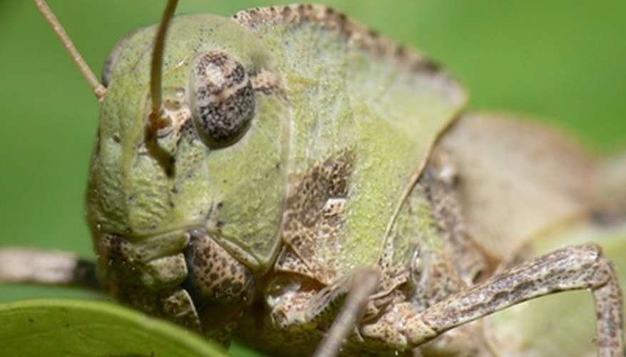 How To Keep Grasshoppers Away From Tomato Plants Garden Guides