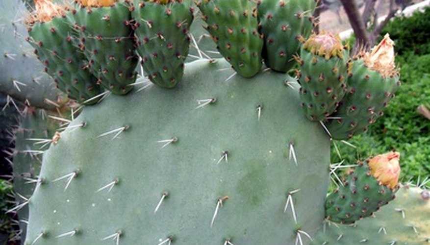 Care of a Nopal Cactus Plant | Garden Guides