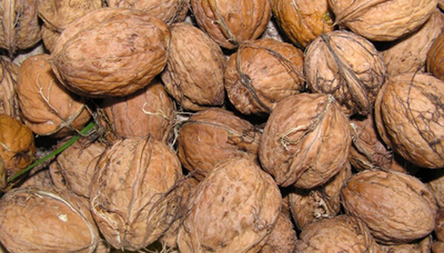 What Nut Trees Are Popular Throughout The United States