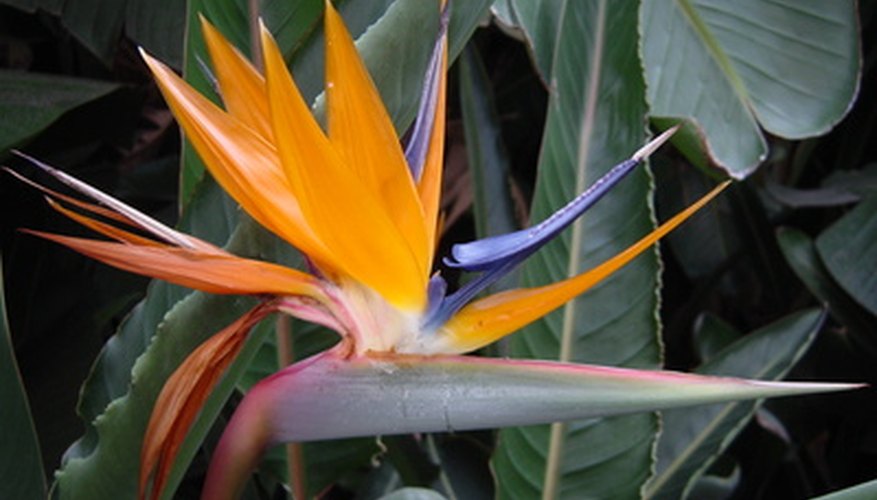 Problems With a Bird of Paradise Plant | Garden Guides