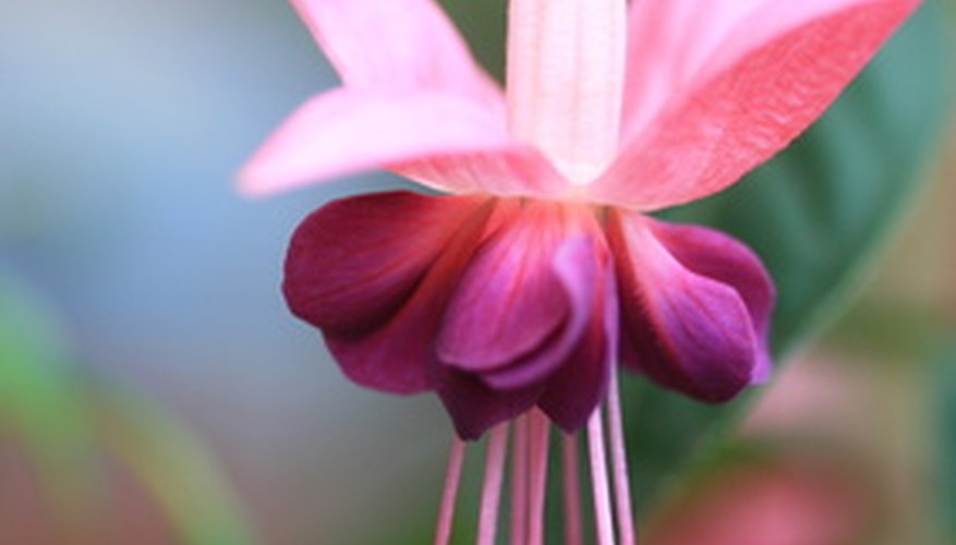 Care for a Fuschia Hanging Plant | Garden Guides