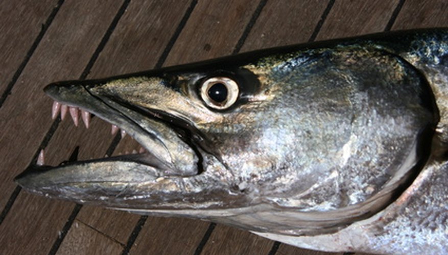 Photo Credit: barracuda image by Ahmed Zahir from <a href='http://www.fotolia.com'>Fotolia.com</a> The barracuda is a fearsome looking creature.