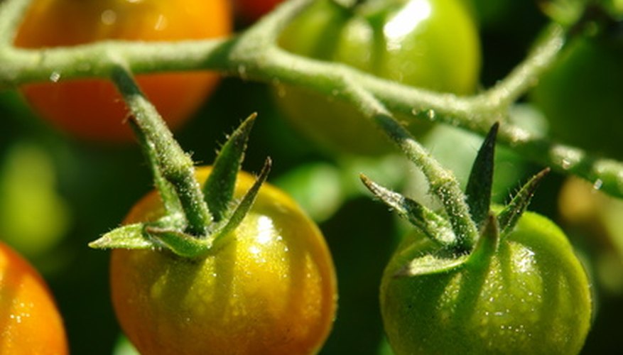 fungicide for tomato blight