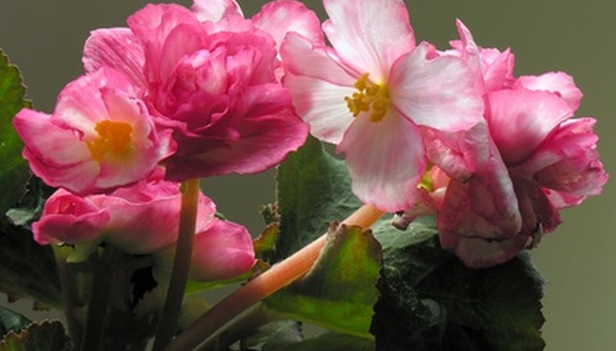 wax begonia soil