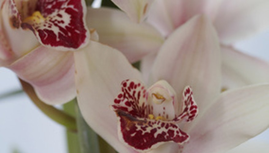 Cymbidium Orchid Fertilizer  Garden Guides