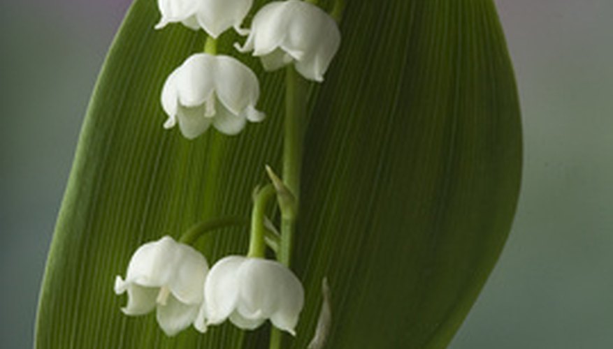 how-to-fertilize-lily-of-the-valley-garden-guides