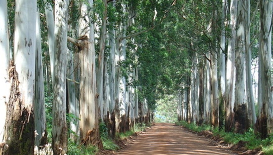 Eucalyptus Tree History | Garden Guides