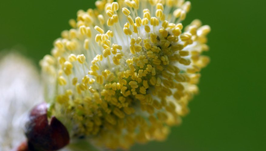 when-does-the-pollen-stop-falling-garden-guides