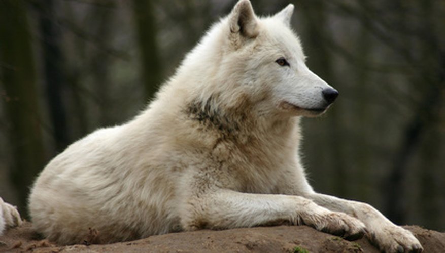 El lobo de la tundra también se lo conoce como el lobo del ártico.