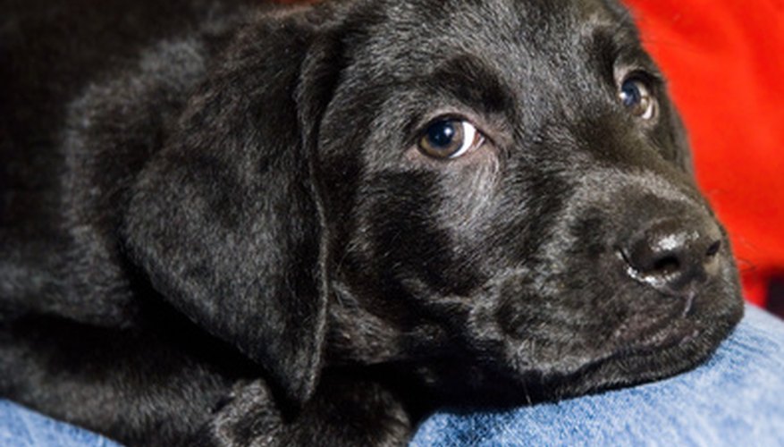 Photo Credit: black labrador, tired puppy image by Scott Slattery from <a href='http://www.fotolia.com'>Fotolia.com</a> You should receive a pedigree when you buy a purebred puppy.