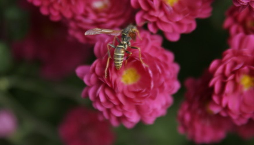 Keep bees away from areas where your children play. Keep bees away from areas where your children play.