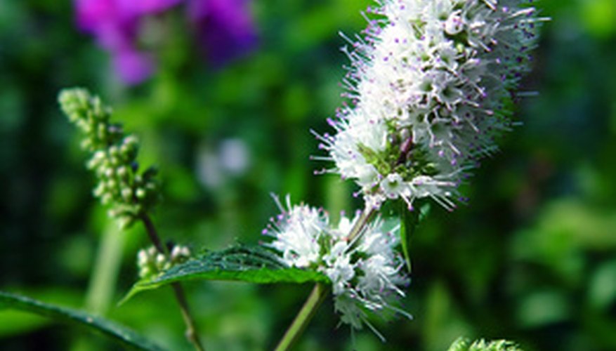 Edible Plant Life in Ohio Garden Guides