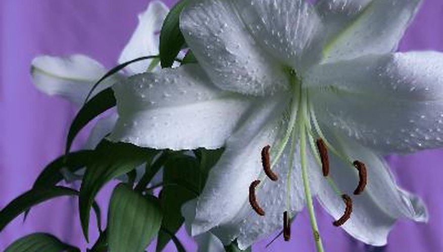 When Are White Lilies in Season? | Garden Guides