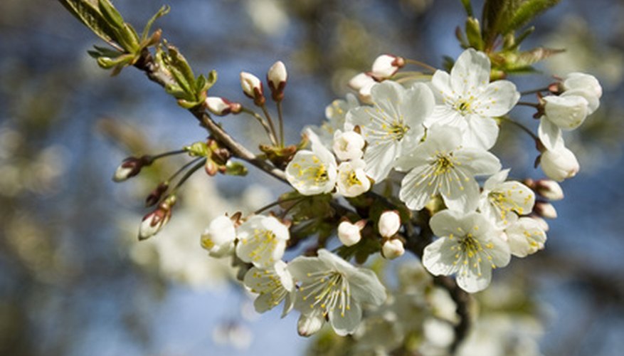 How To Plant Cherry Trees In Maine Garden Guides