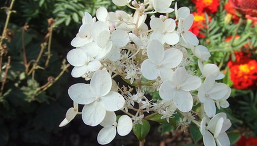 How to Grow Hydrangeas in Indiana | Garden Guides