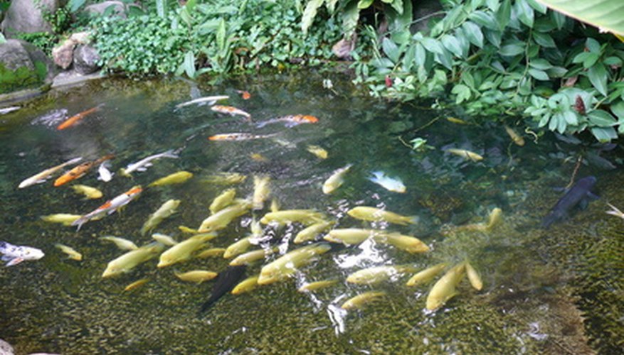 pond fish clear garden ponds salt keep animals water much fotolia keeping clean needed