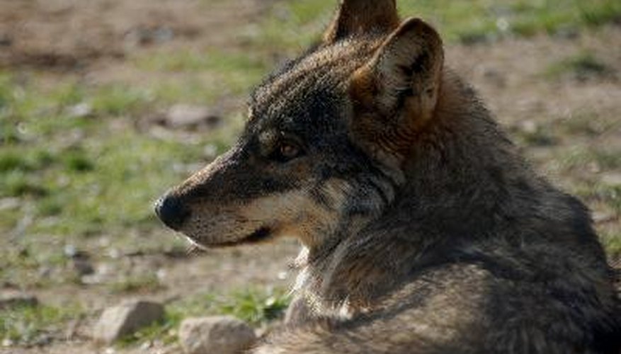 Lobo.