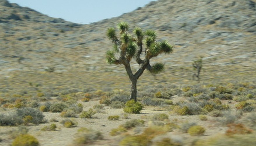 Plants & Animals of the Southwestern Desert | Sciencing