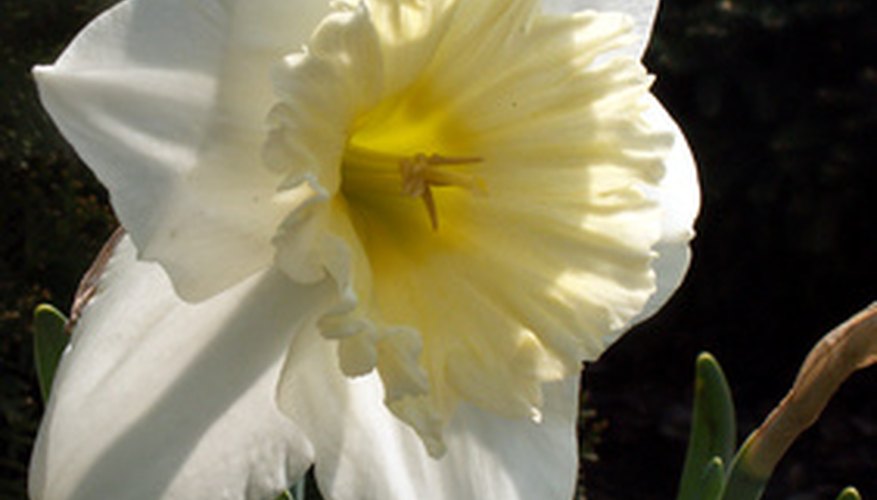 What Plants To Plant In September Southern California Garden Guides Some Varieties Of Daffodils May Be Planted In September Southern California