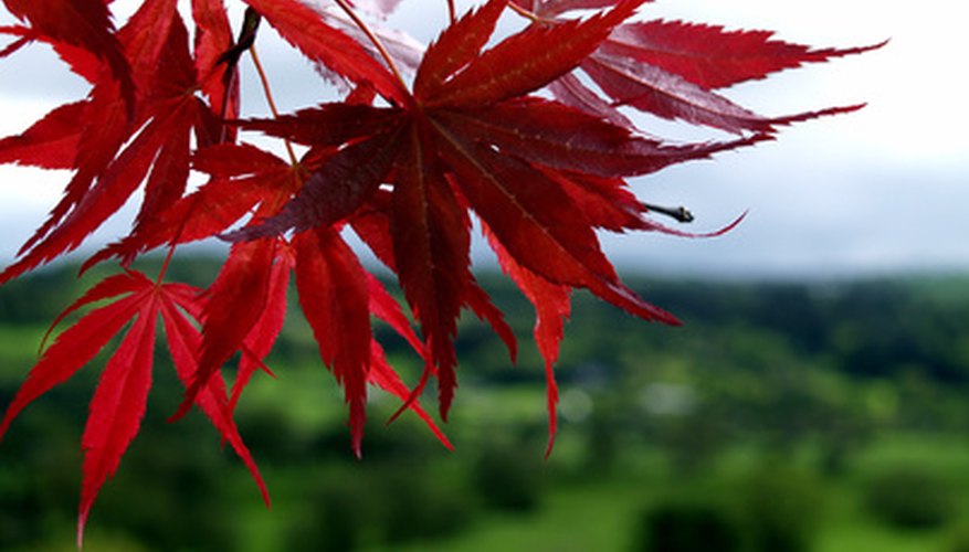 japanese red maple tree types