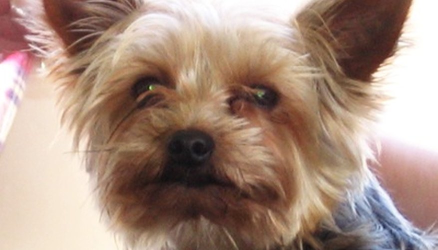 Photo Credit: yorkshire terrier image by Bine from <a href='http://www.fotolia.com'>Fotolia.com</a> A Yorkie looks clean and fluffy after being bathed and groomed.