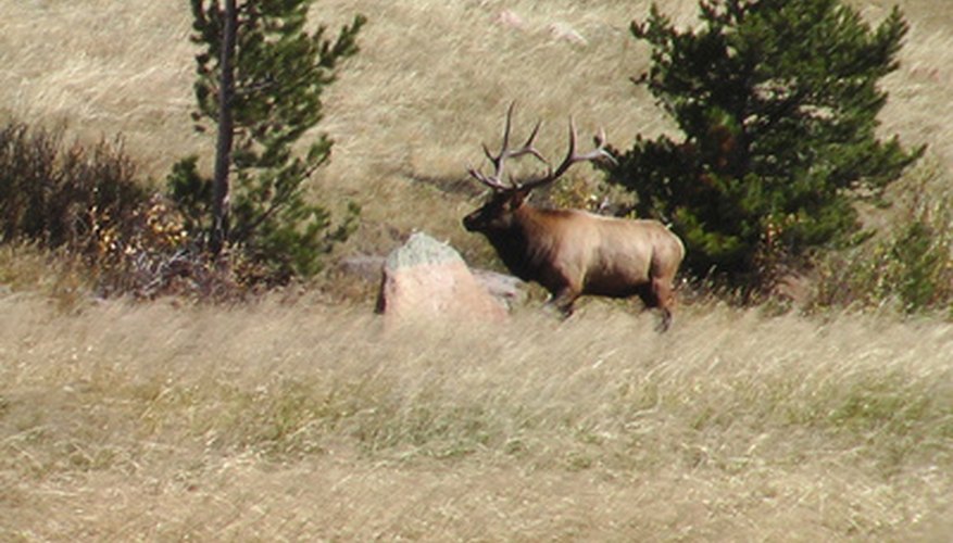 Elk Hunting Regulations for Colorado