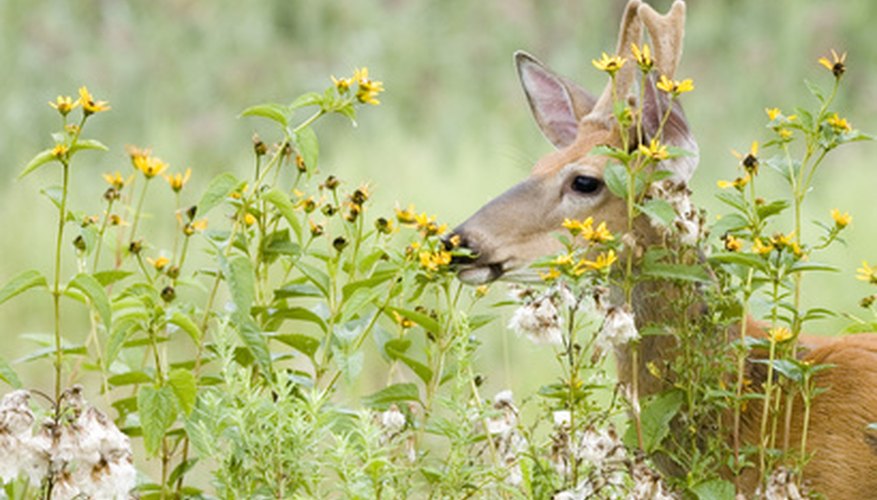 Best Plants for Deer Food Garden Guides