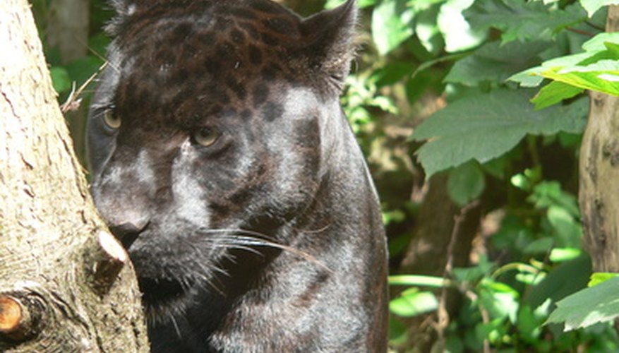 Los jaguares son animales tímidos y solitarios.
