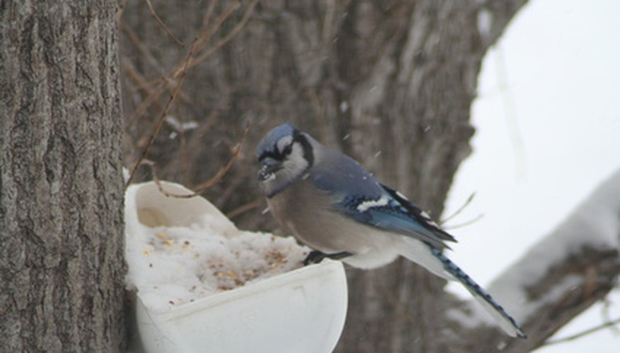 The blue jay can usually be found feeding on acorns in oak trees. The blue jay can usually be found feeding on acorns in oak trees.