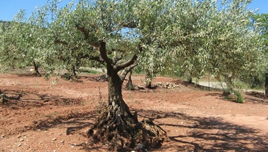 Olive Tree Life Cycle 