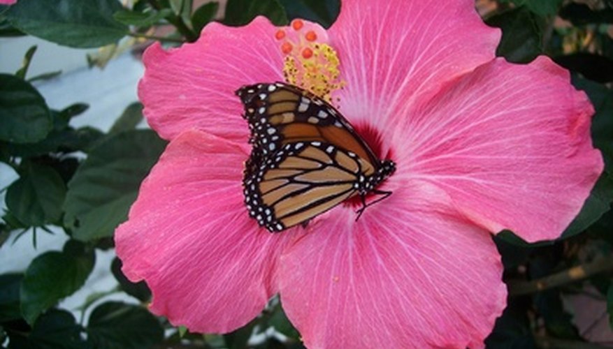 How Do Insects Pollinate Flowers? | Sciencing