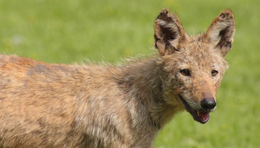 Animals That Live in the Hot & Dry Desert | Sciencing