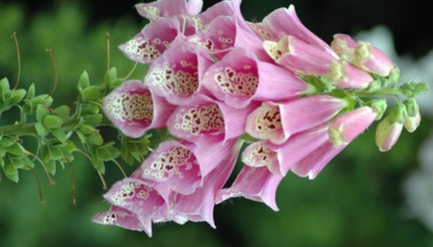 Different Shapes of Flowers | Garden Guides